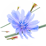 Inulin